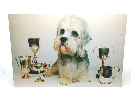 Dandie dinmont terrier - dinmont,
