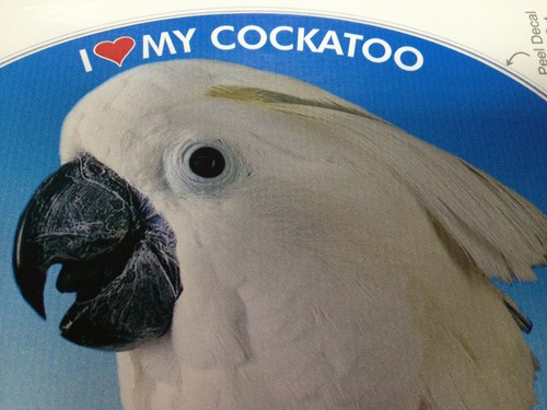 Umbrella cockatoo parrot - cockatoo,
