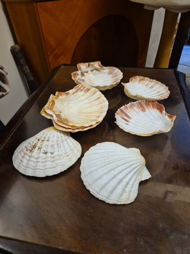 Natural scallop shell - scallop, food