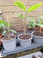 CASTANEA SATIVA, Sweet