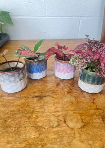 Glazed ceramic plant pots - plant,