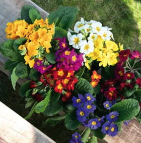Primula crescendo mix - crescendo,