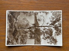 Vintage Real Photo Postcard