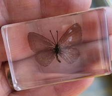 Real MOTH / Butterfly Bug
