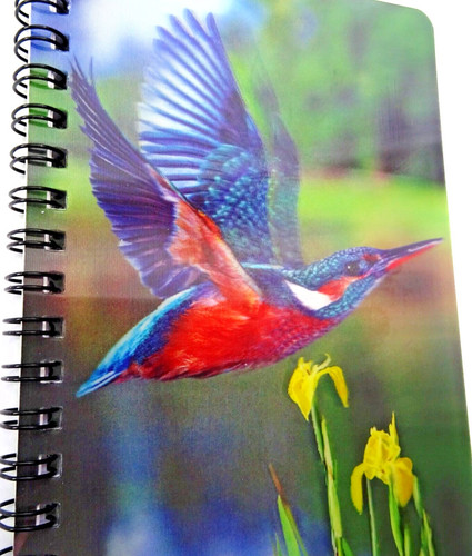 Kingfisher flight in - in,
