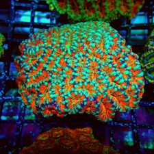 Wysiwyg acan lord coral - lord,