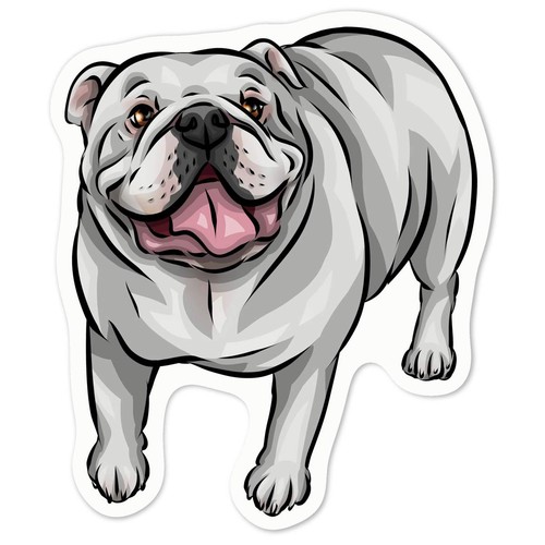 White english bulldog - english, bulldog'