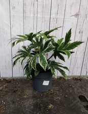 3L Fatsia 'Spiders Web'