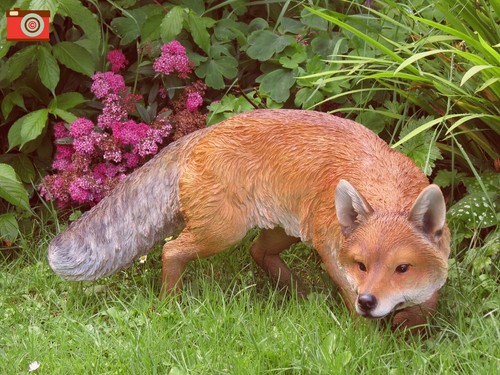 Prowling fox life size - life, size.