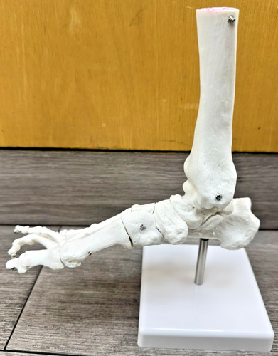 Life size foot ankle joint - size,