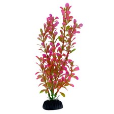 Swell Pink Moneywort