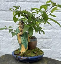 Bonsai Tree JAPANESE BEAUTY