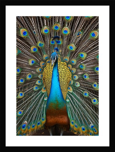 Serene peacock print - serene,