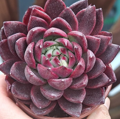 Echeveria rare cranberry - echeveria, 'cranberry'