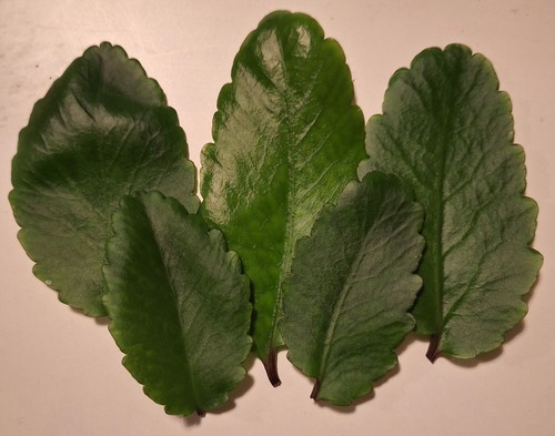 Miracle leaf bryophyllum - miracle,