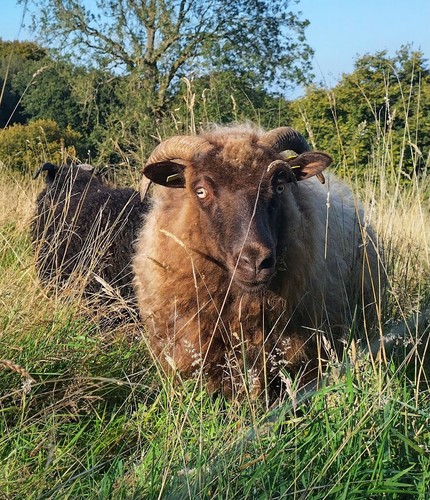 Icelandic shetland sheep s - x, sheep’s