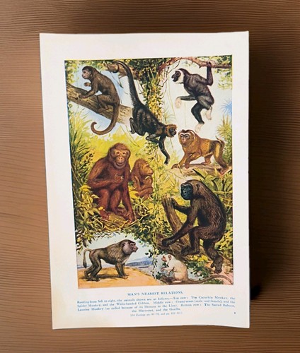 Antique 1920 monkeys - monkeys, apes
