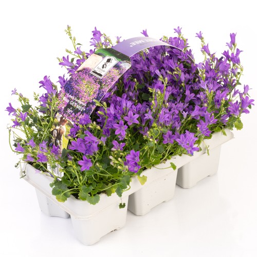 Campanula get mee purple - mee,