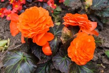 Begonia Double Orange Tubers