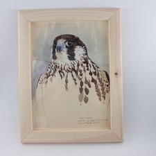 Vintage Peregrine Bird Print