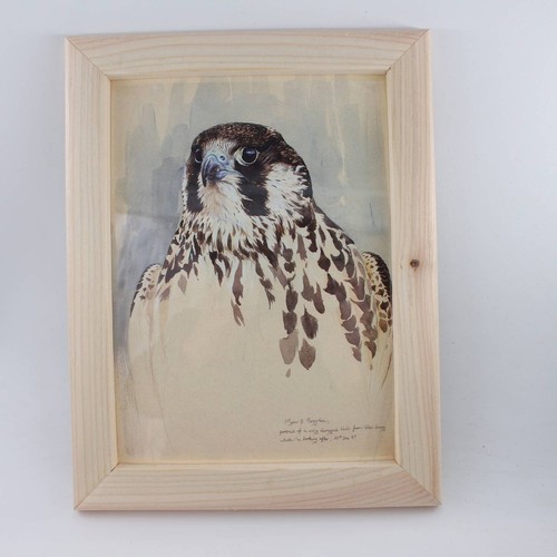 Vintage peregrine bird print - peregrine,