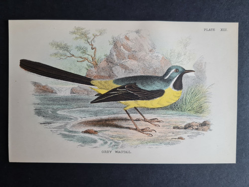 Antique print grey - (1894),