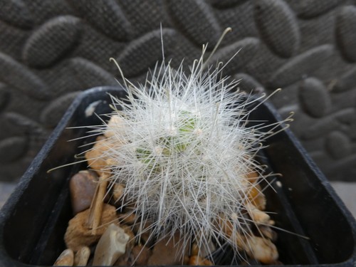 Mammillaria senilis - mammillaria, v