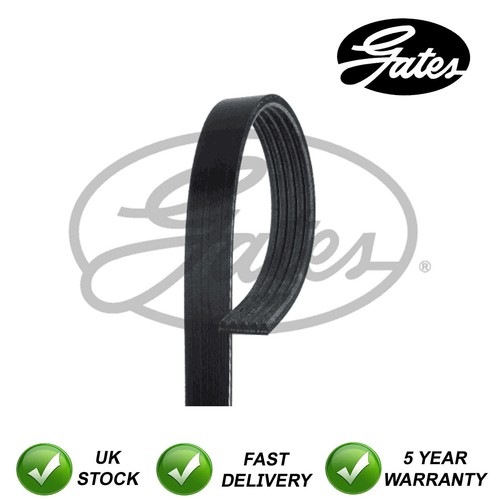 Gates ribbed belts fits colt - v-ribbed,