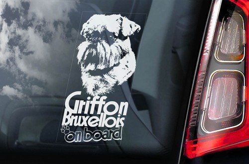 Griffon bruxellois dog - griffon,
