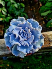 Echeveria Crispate Beauty succulent plant in pot