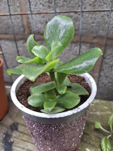 Curly crassula succulent - curly,