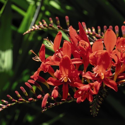 Crocosmia lucifer montbretia - crocosmia, 'lucifer'