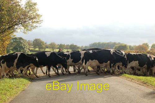 Photo 6x4 cattle bound for - 6x4,