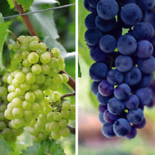 T&M Grape Duo Hardy Shrub Plants Cabernet & Chardonnay Varieties 2 x 10.5cm Pots