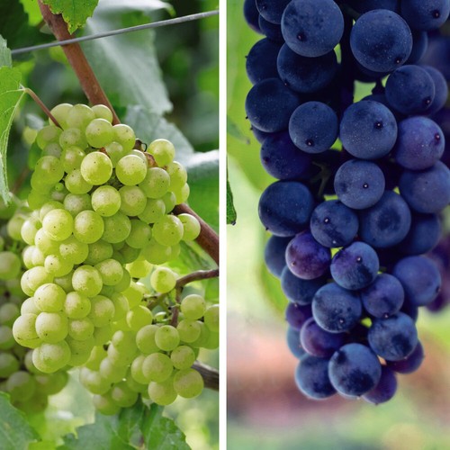 Grape duo hardy shrub - hardy,