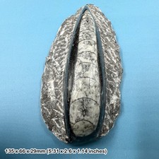 Orthoceras in black marble slab fossil - devonian period, morocco