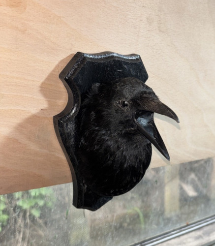 Taxidermy crow head plaque - head, on