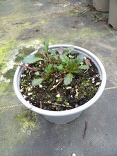 Verbena Bampton