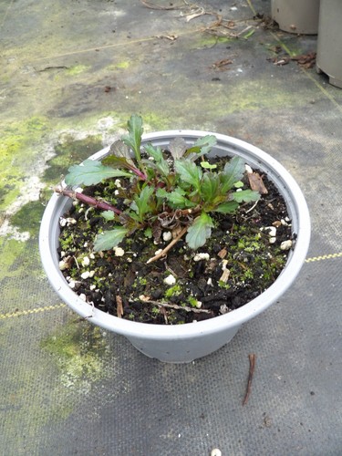 Verbena bampton - verbena,