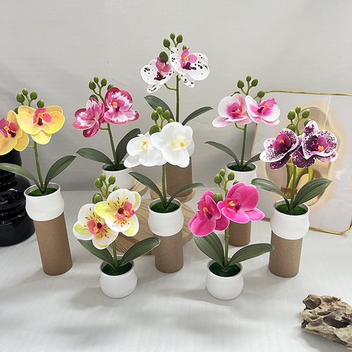 Phalaenopsis orchid potted - orchid,