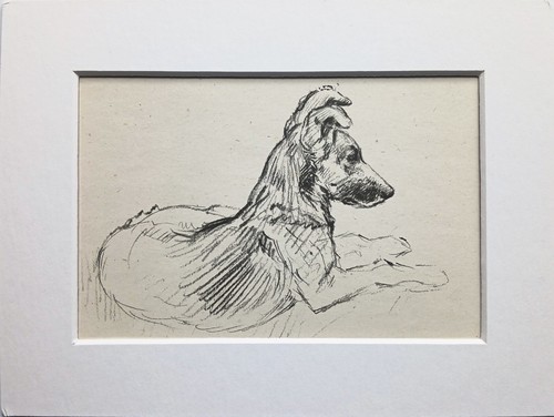 Mongrel puppy dog vintage