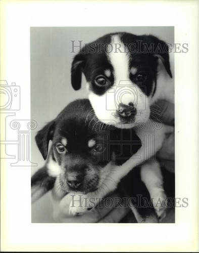 1991 press photo two - press, mixed