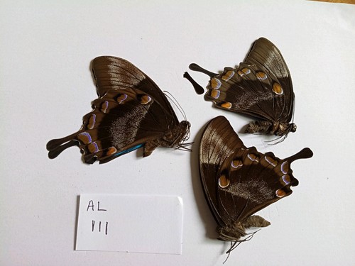 Papilio ulysses males - papilio,