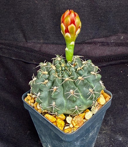 Gymnocalycium baldianum