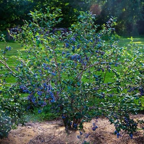 Blueberry 120 fully - blueberry, hardy