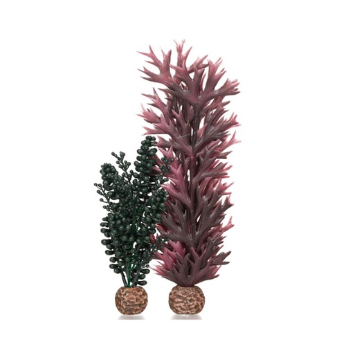 Oase biorb sea - and, kelp