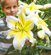 Yellow Giant Tree Lily Robert