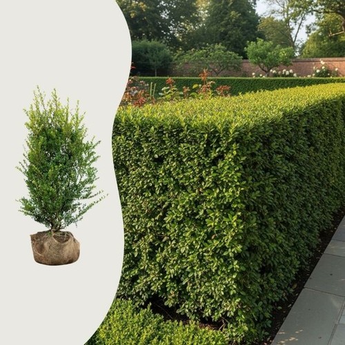 Ilex crenata luxus - luxus, hedge