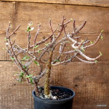 D4553 EUPHORBIA MILII V