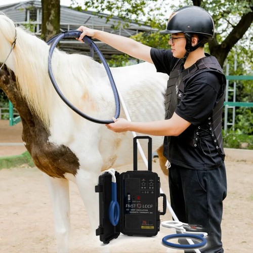 Pemf equine horse - pemf,